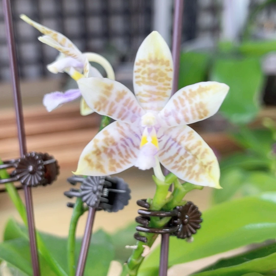 完全开放蓝麻雀-1425