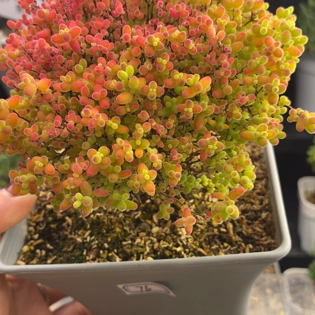 完全开放76号蜜橘糖球（12cm）