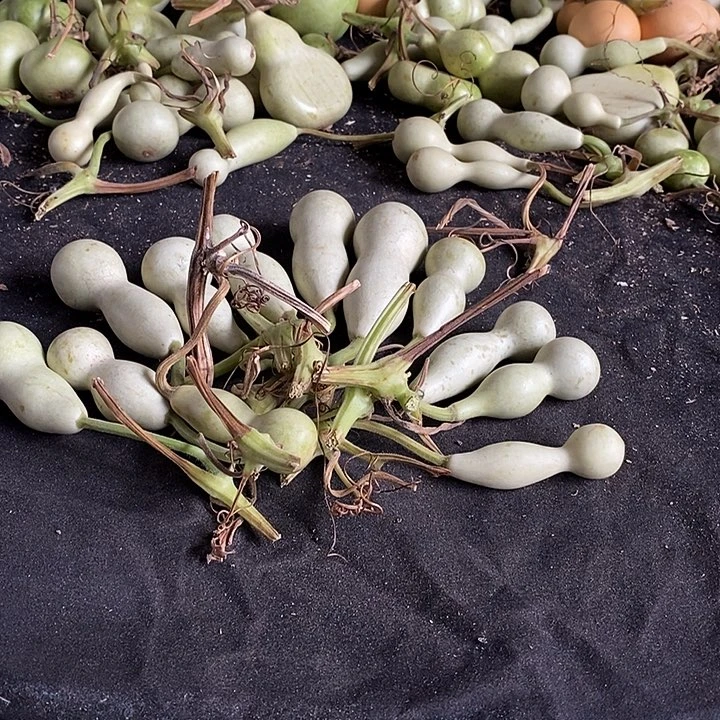 葫芦的颜色是蓝色还是蓝色