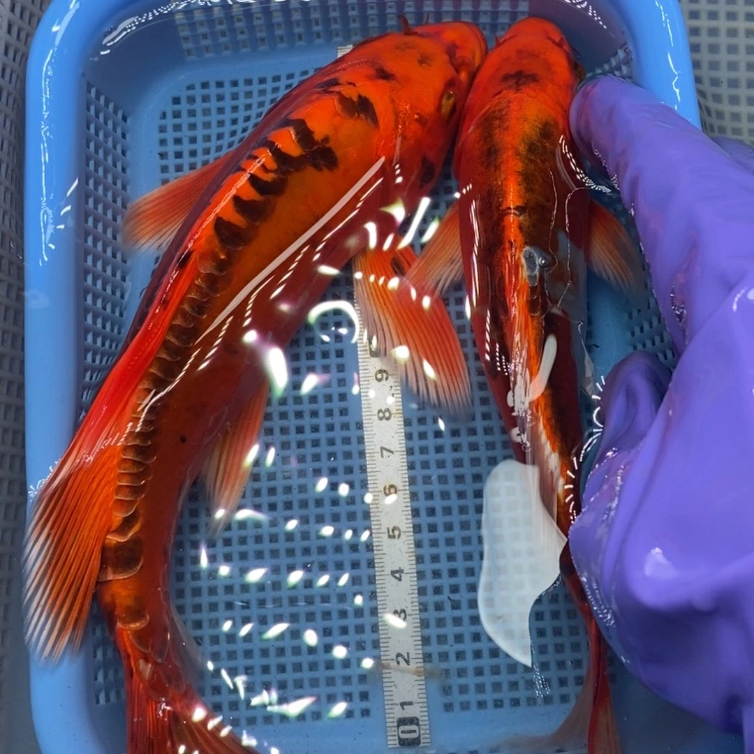 锦鲤冷水锦鲤包邮