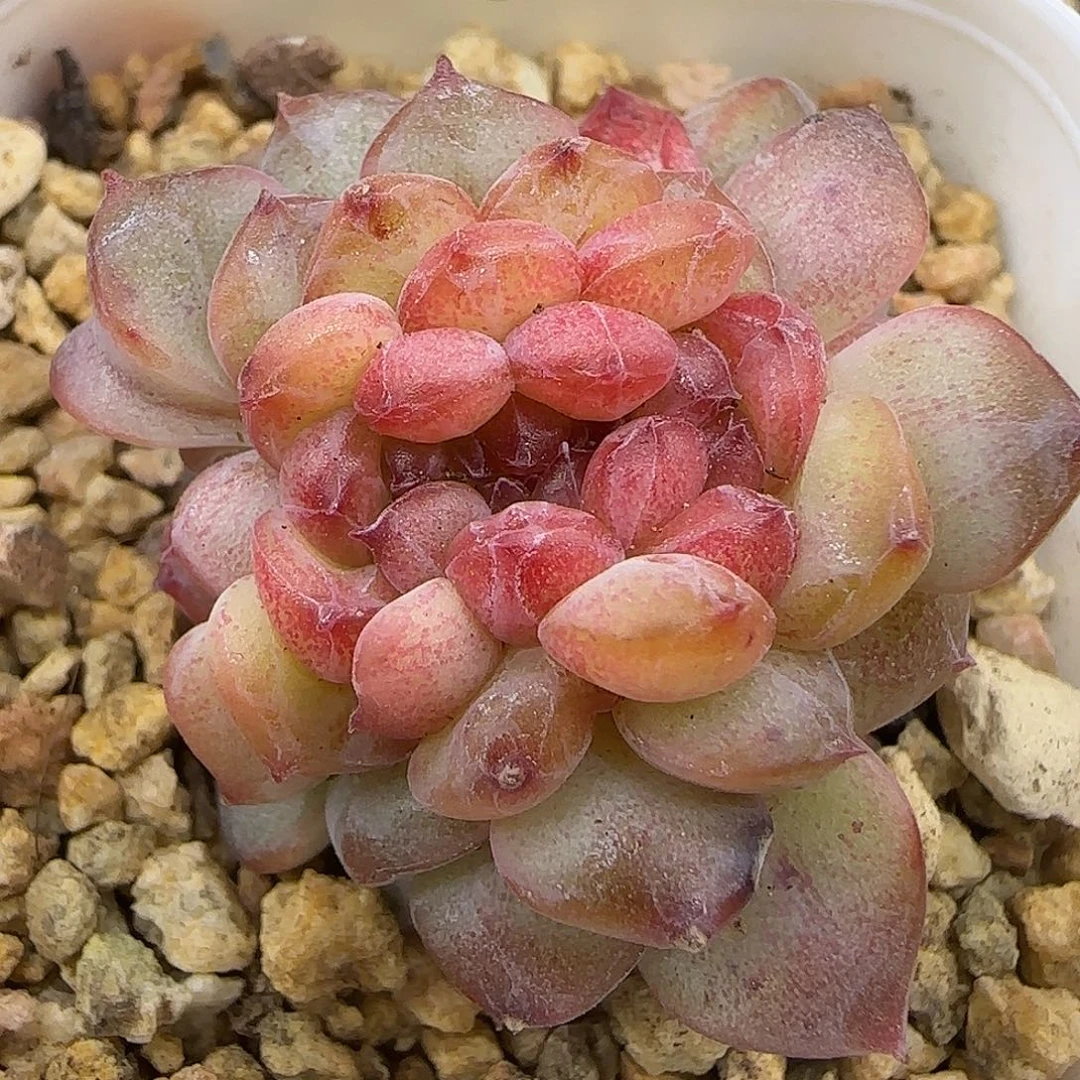 888糖心龙头凤尾缀化3.5公分