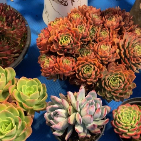 玛*亚6007黑天鹅多肉