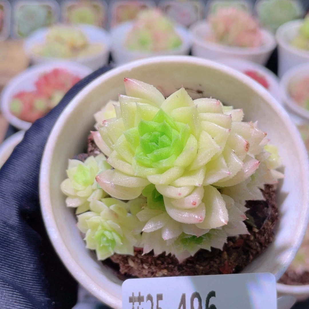 花利美25-496幻影