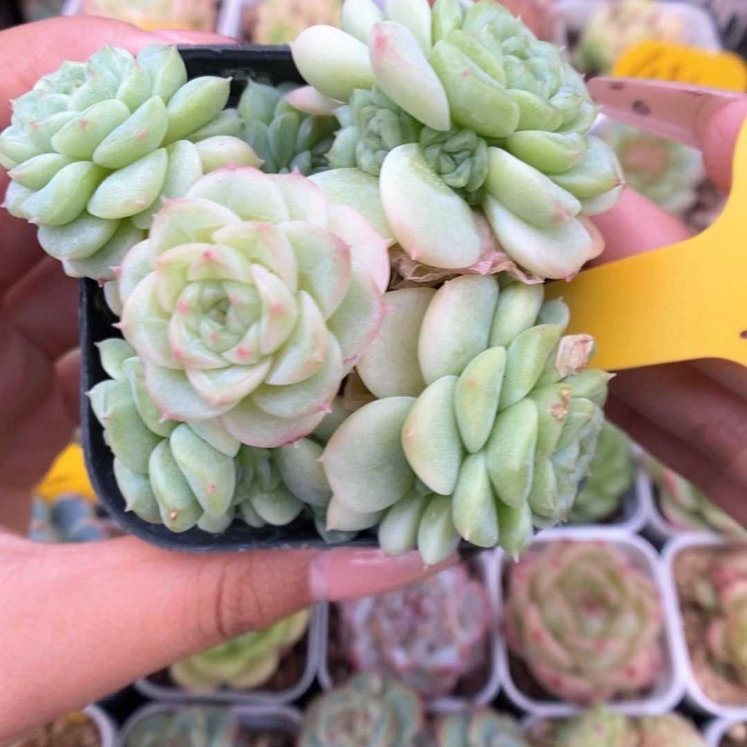 m55精品麦秆微瑕可拍861号