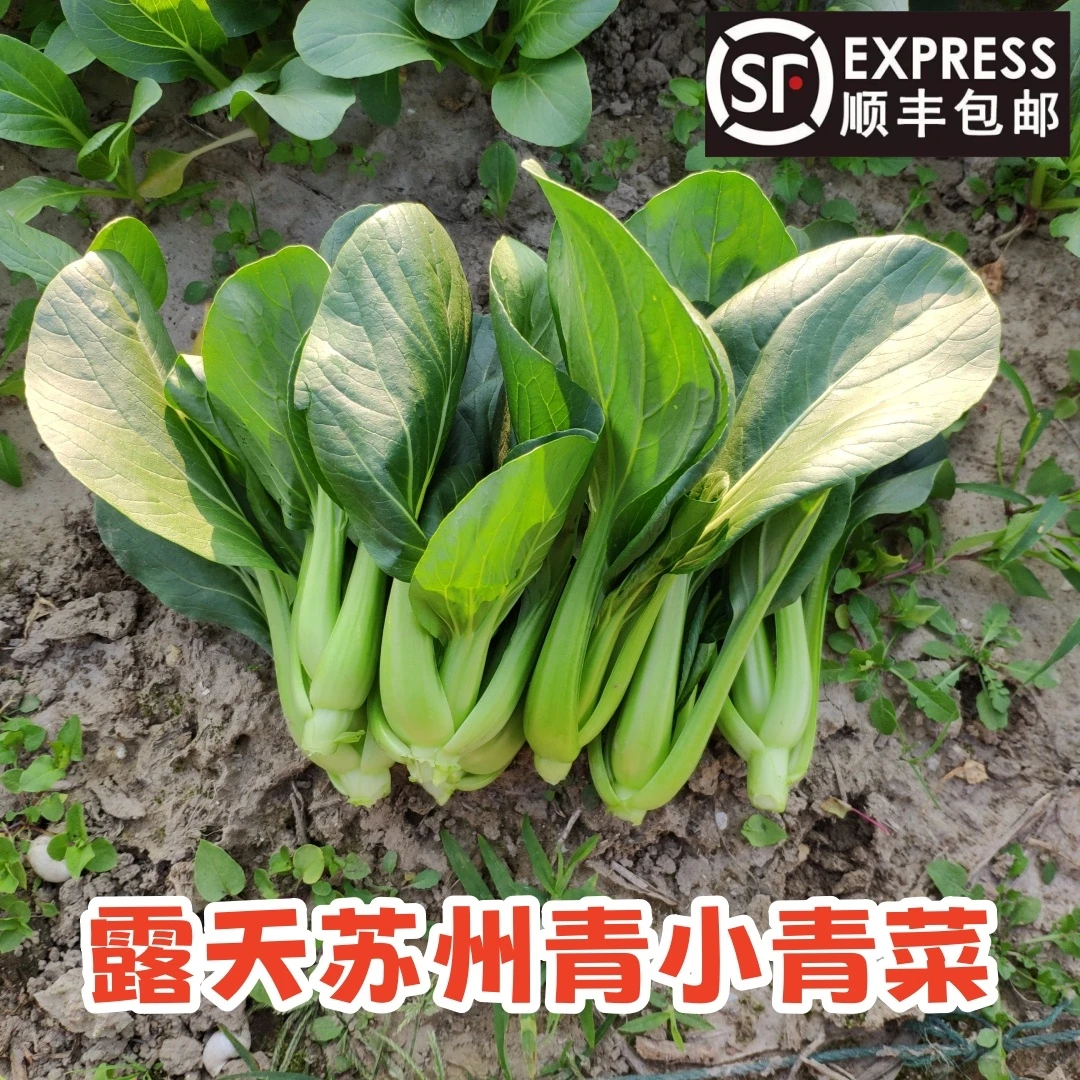 农家新鲜小青菜露天苏州青嫩青菜小油菜小白菜黑菜矮脚太湖菜蔬菜
