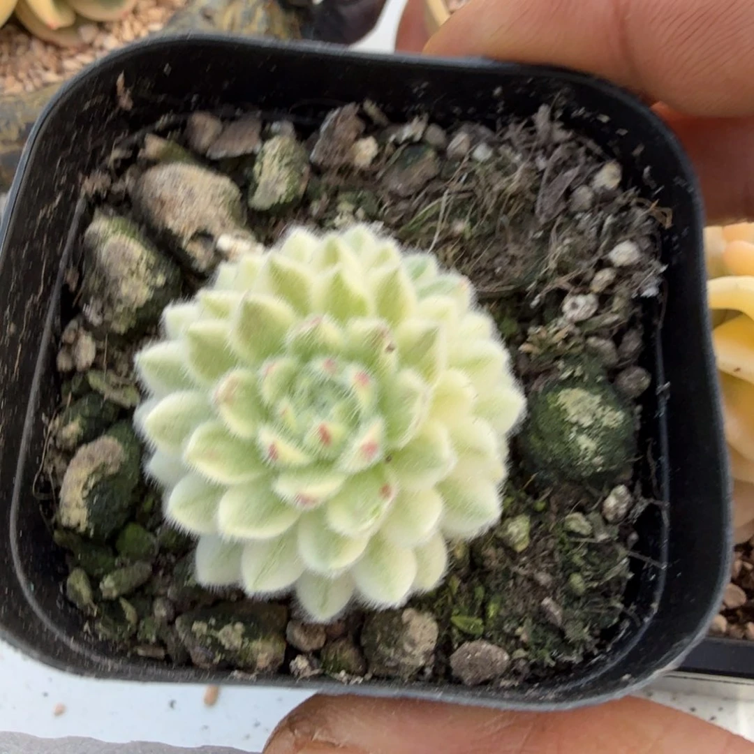 长生草锦多肉植物35