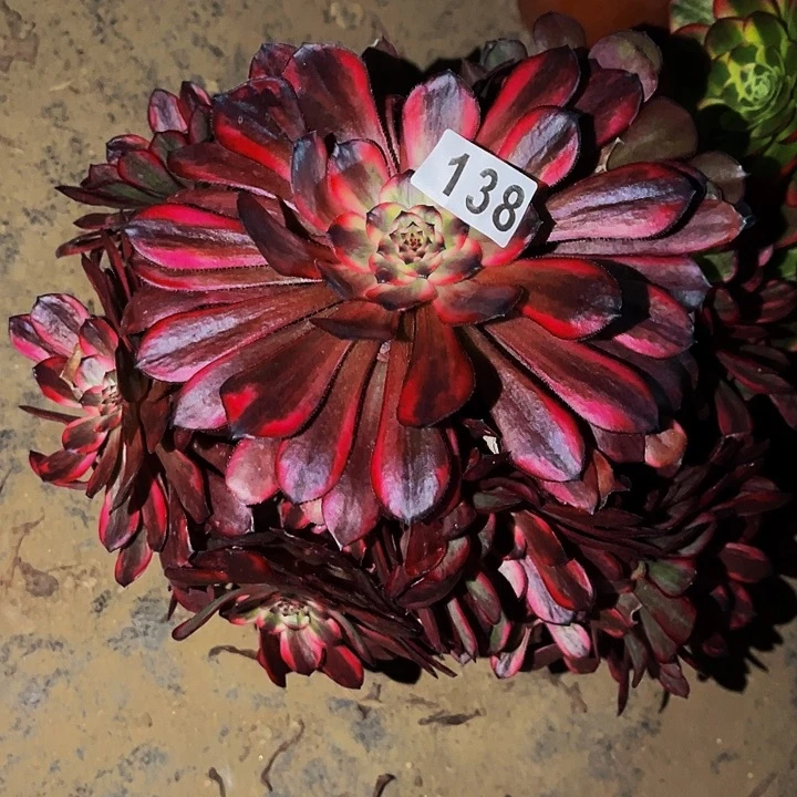 138红金刚多肉植物处理不售后