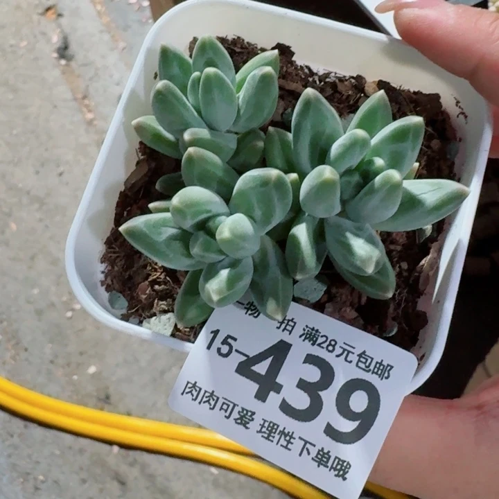松果美人无盆土发货多肉多