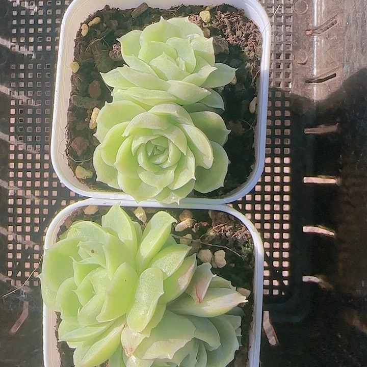 花时光精品多肉59