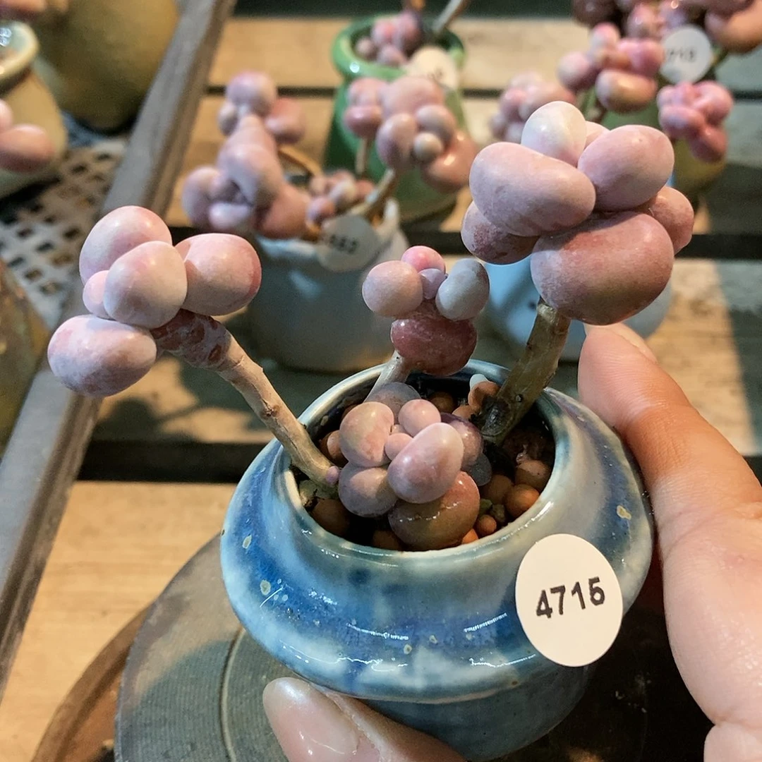 4715糖果腰子蛋带盆土