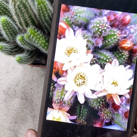 马尔文白糖，/4689900