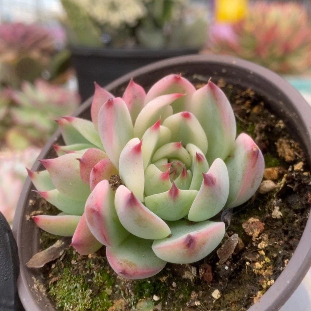 085锦锦锦锦华锦锦锦