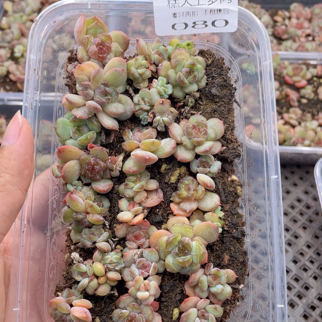 糕大上多肉植物80