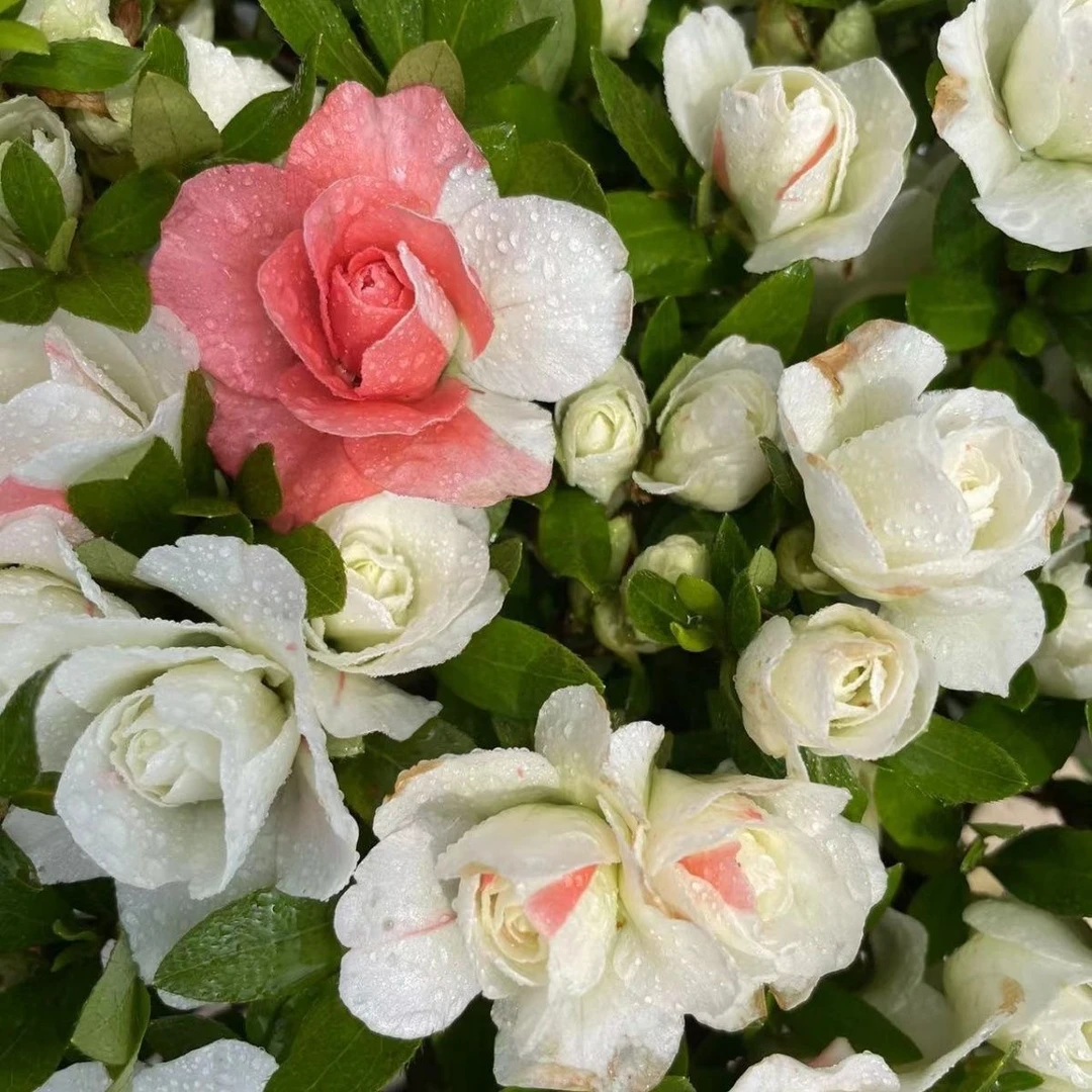 国货之光南通五宝绿珠杜鹃花多季开花大花型耐寒耐热好养