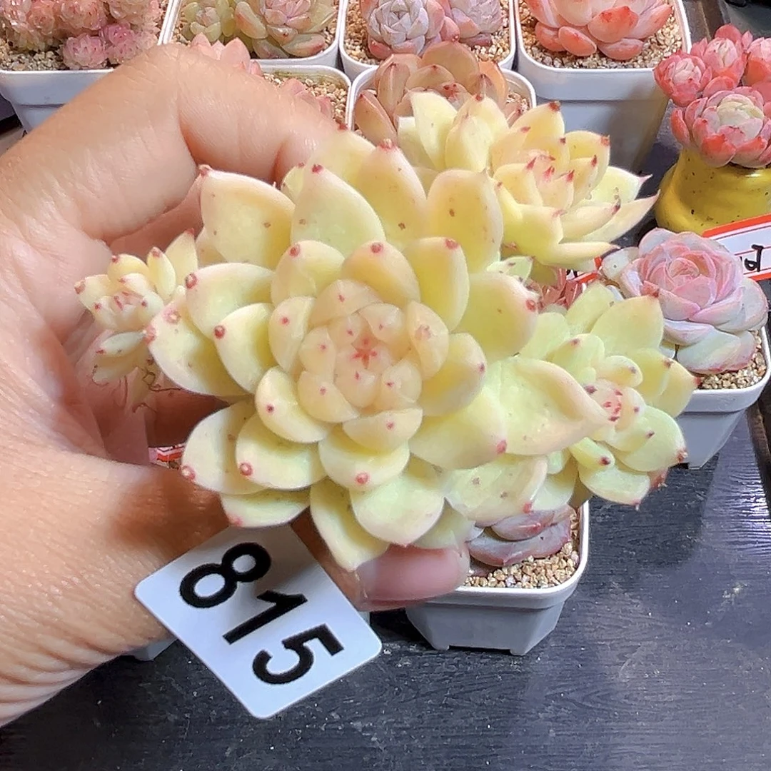 我***泥815  碎月珍妮 满18包邮