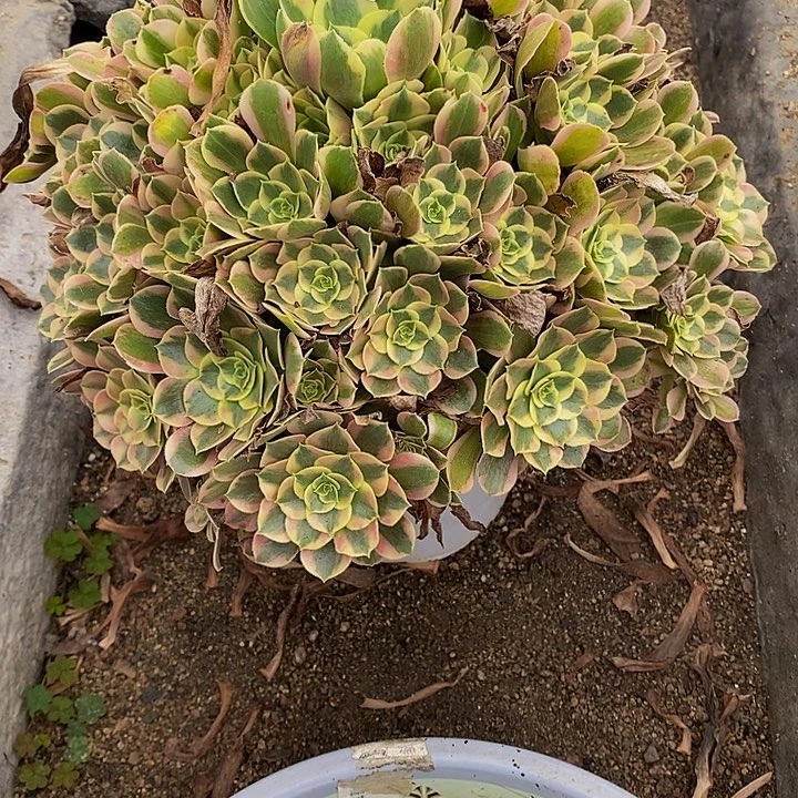 小***九多肉植物七彩石351多肉