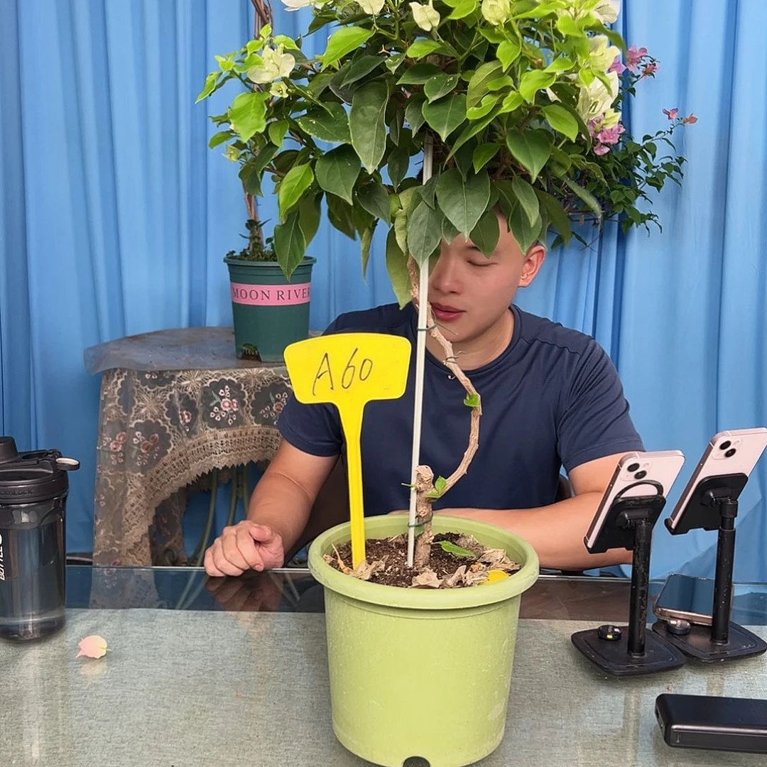 *****当前无花栽培后可以开花A60白狐狸