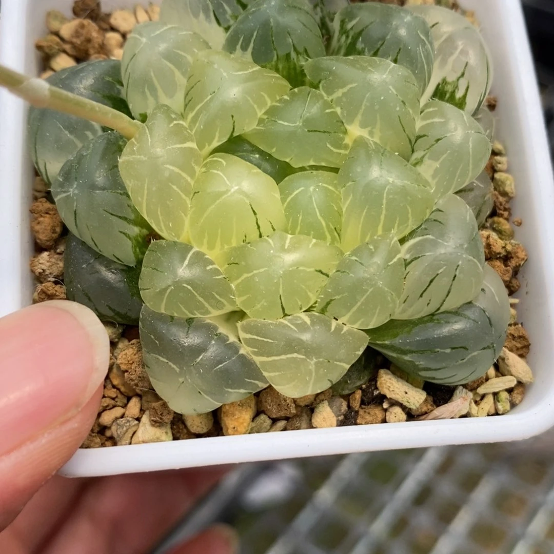 昵*358圆头玉露锦一物一拍