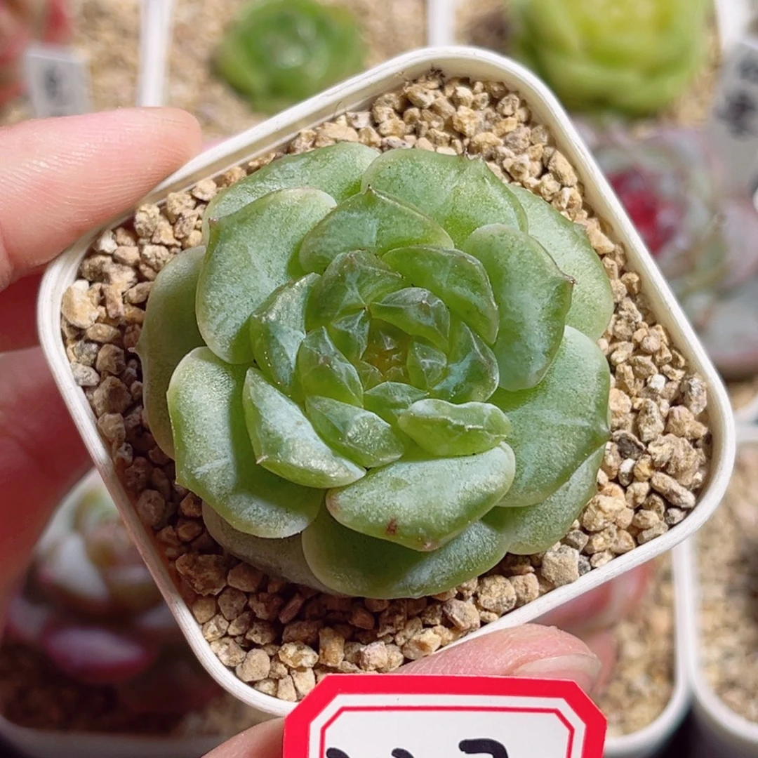 B517 一物一拍 无名