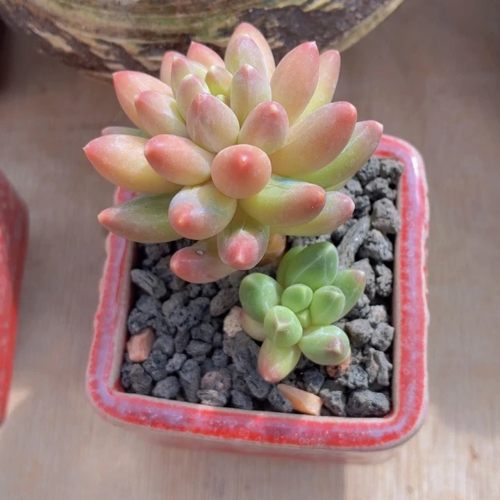 ****多肉乐园伊卡露斯