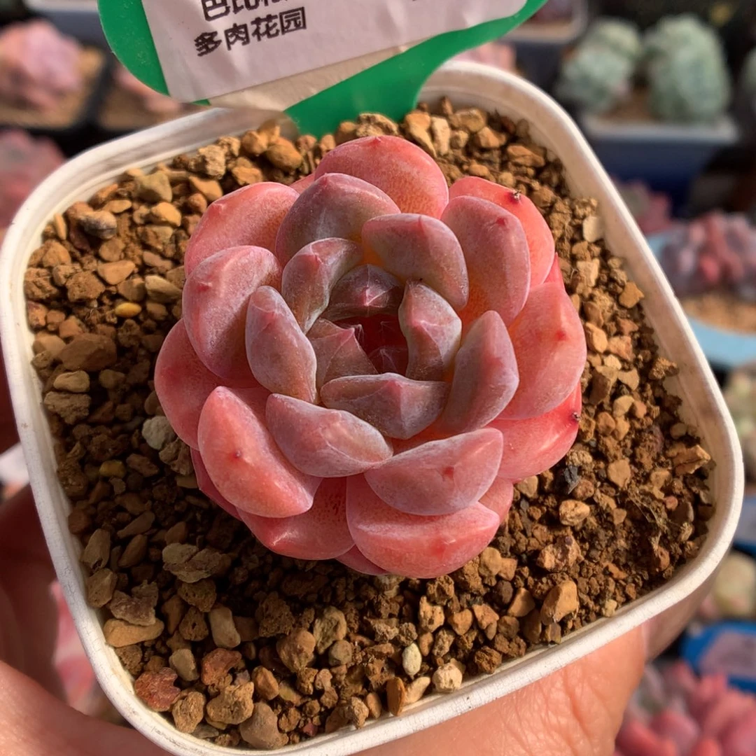 22糖心多肉植物一物一拍