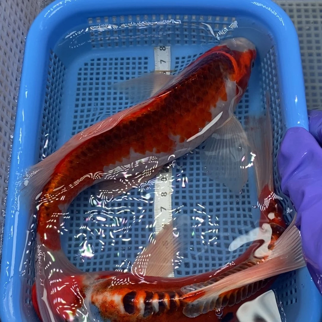 锦鲤冷水锦鲤包邮