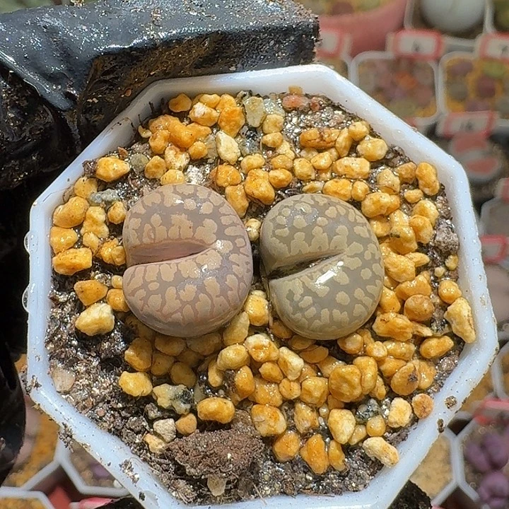 生石花3:：。    617号