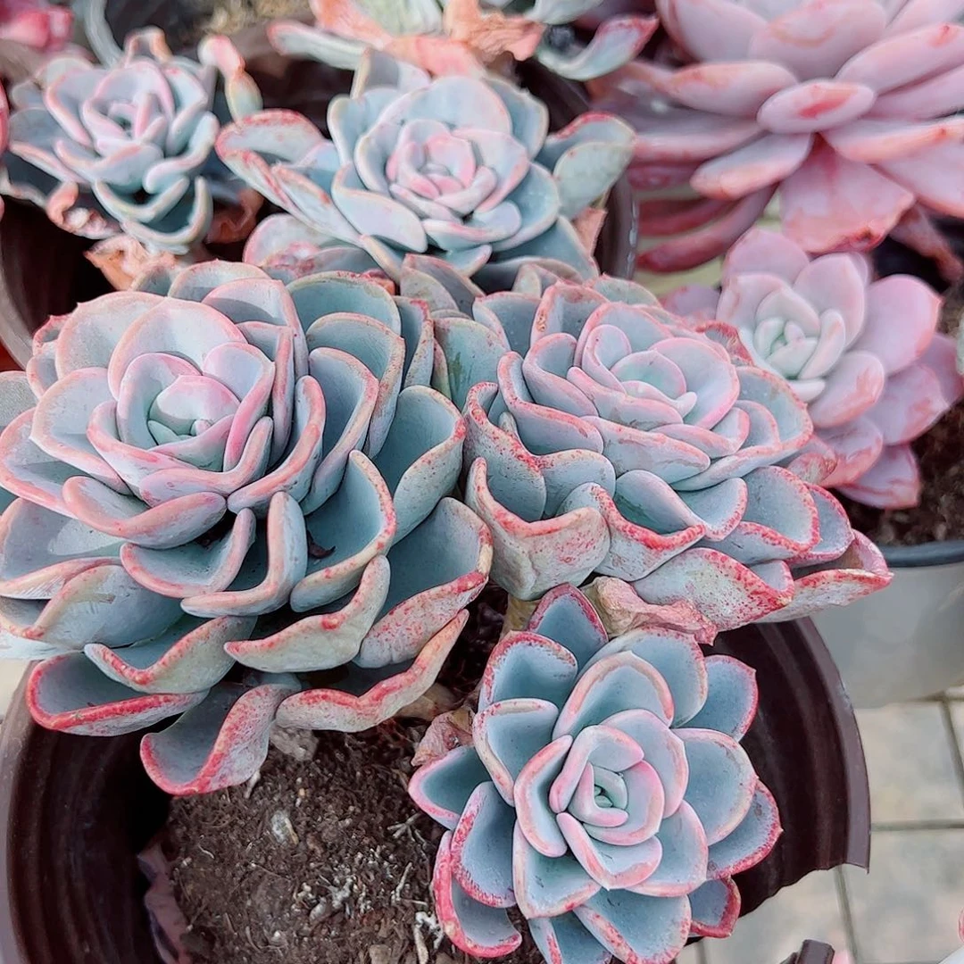 美尻多头群生精品特价