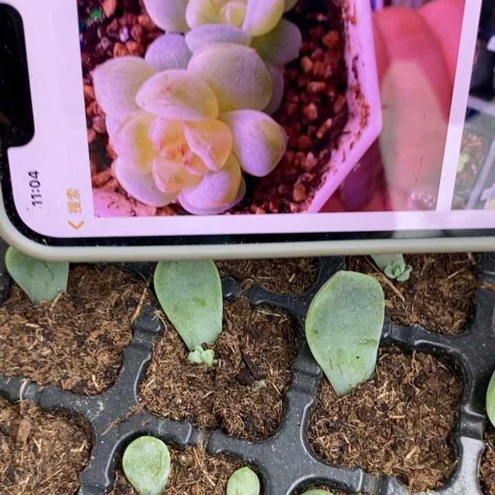 西芽苗一个多肉量拍