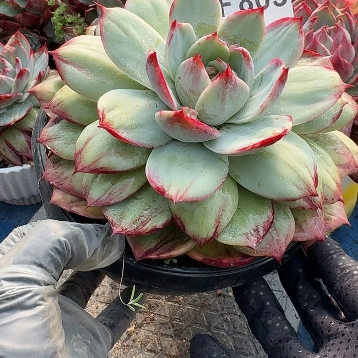 惊鸿惊鸿惊鸿 805............