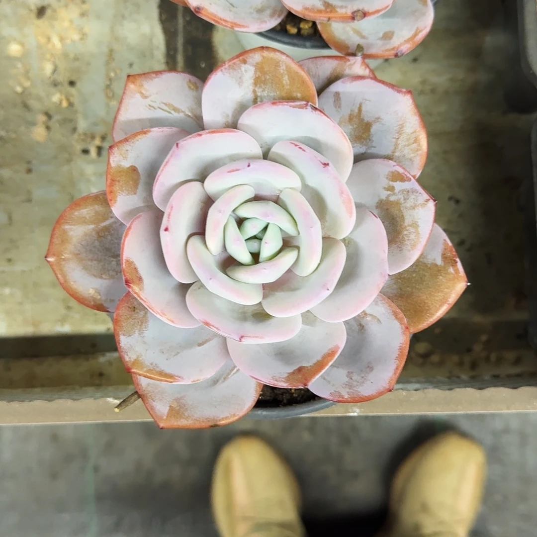 奶茶 单头  一物一拍