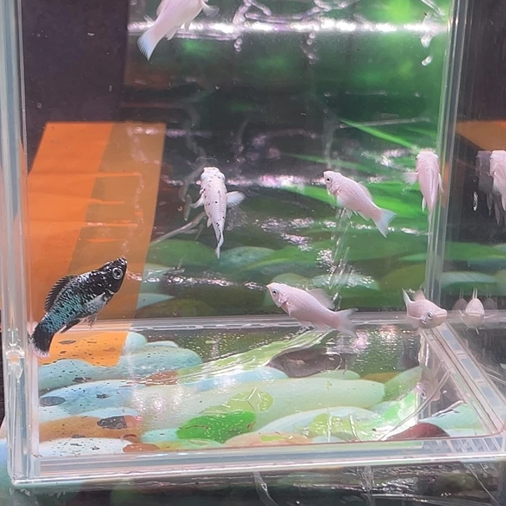 海水鱼奶牛雌白红眼黄金鱼苗10条