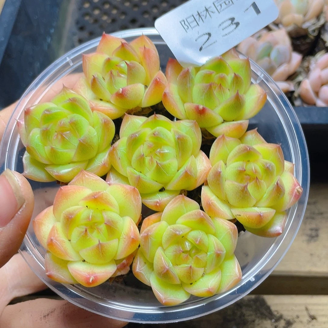 多肉植物多肉植物231