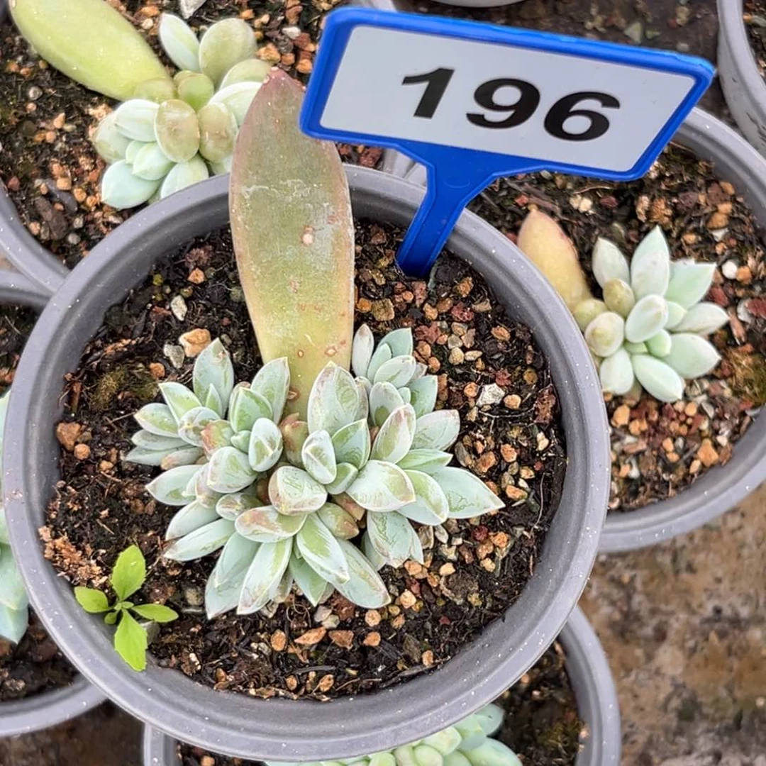 多肉植物哥特杂196