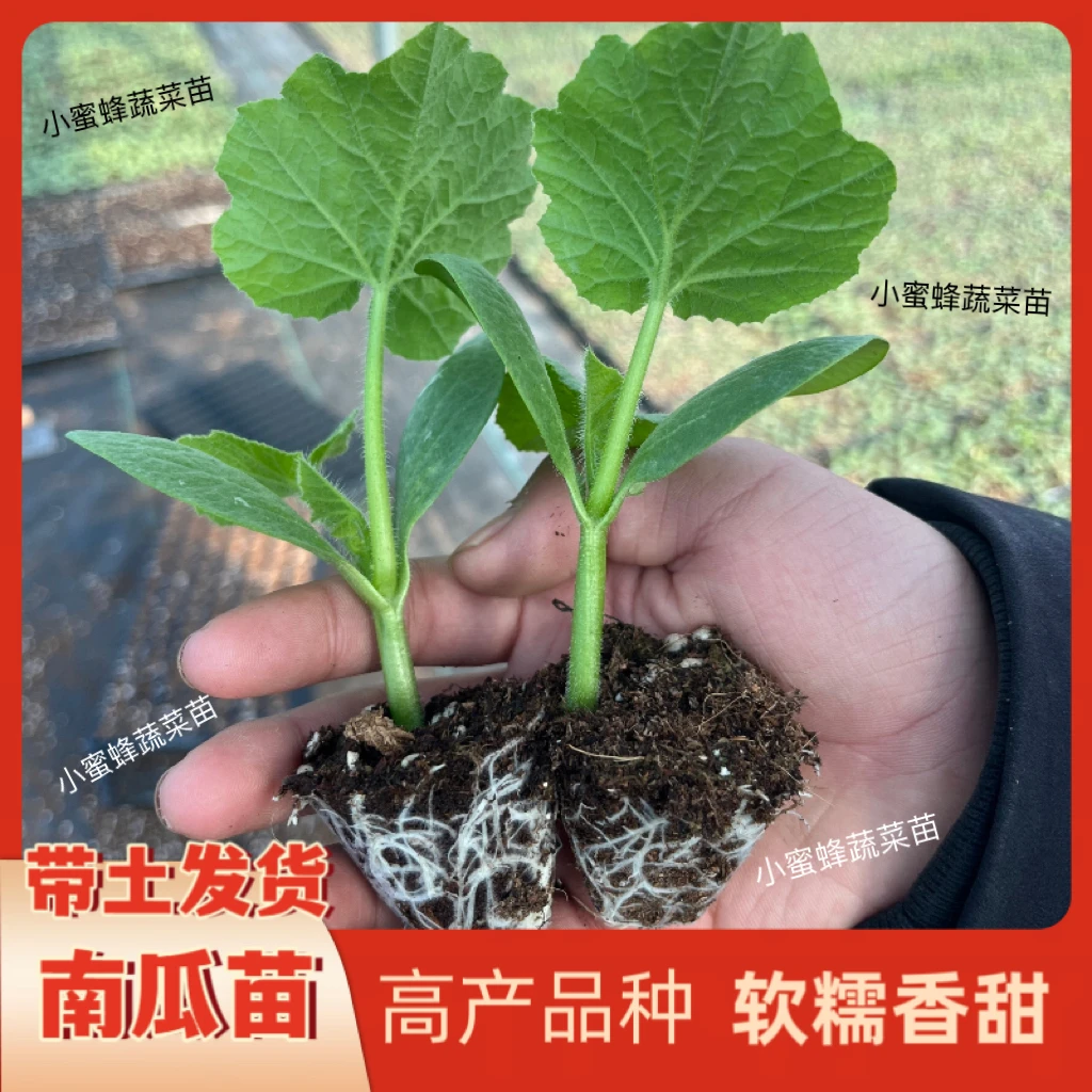 南瓜苗超甜超粉面贝贝南瓜苗蜜本南瓜苗早熟高产香糯四季蔬菜秧苗