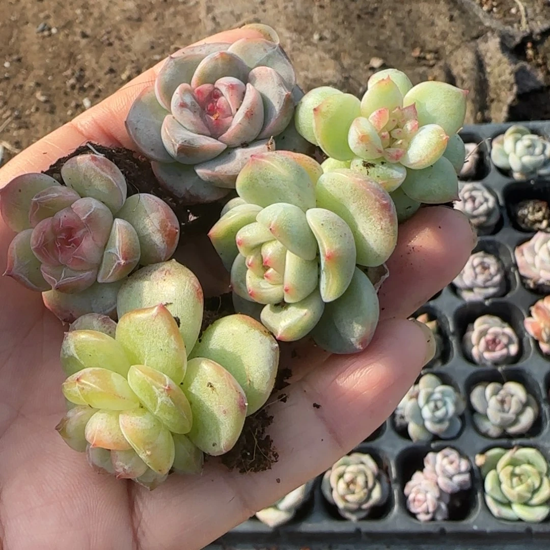 星***2小卡拉米糖心一物一拍