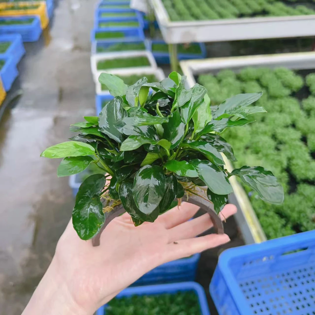 绿孔雀牡丹榕拱桥水草植物活体真草阴性水草新手鱼缸水草水榕