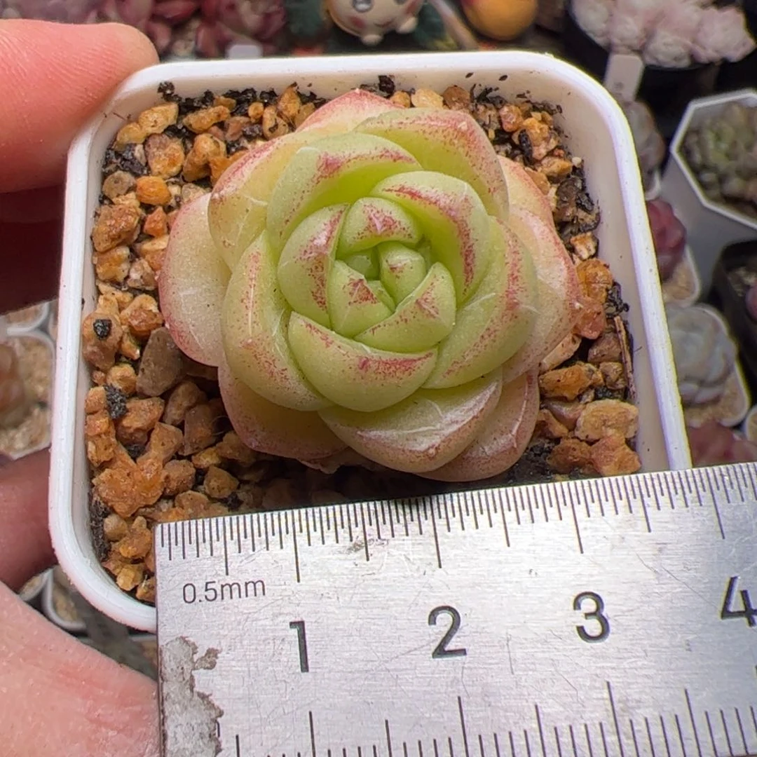 613 多肉植物组合盆栽