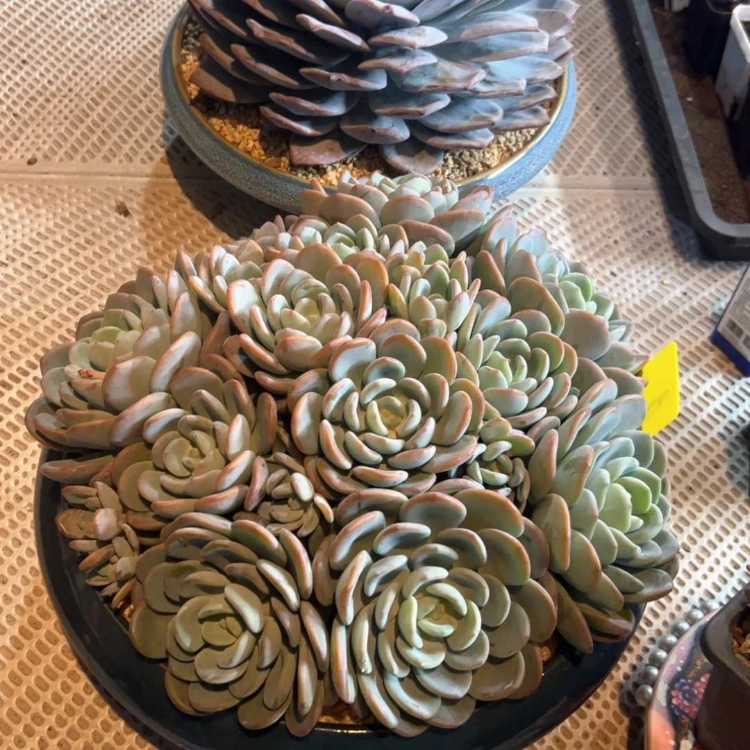 虞多肉植物还有奶茶