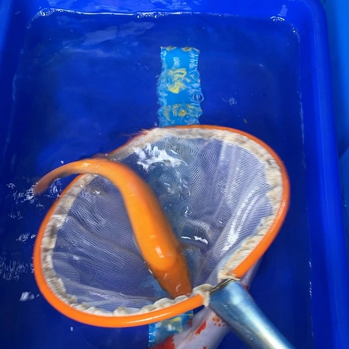 锦鲤兰****红红白三色大正昭和白写介子