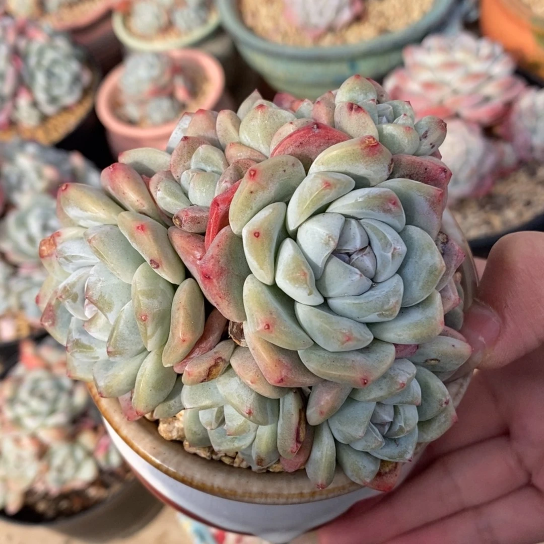 九头手捧绿菜冰玉短肥圆