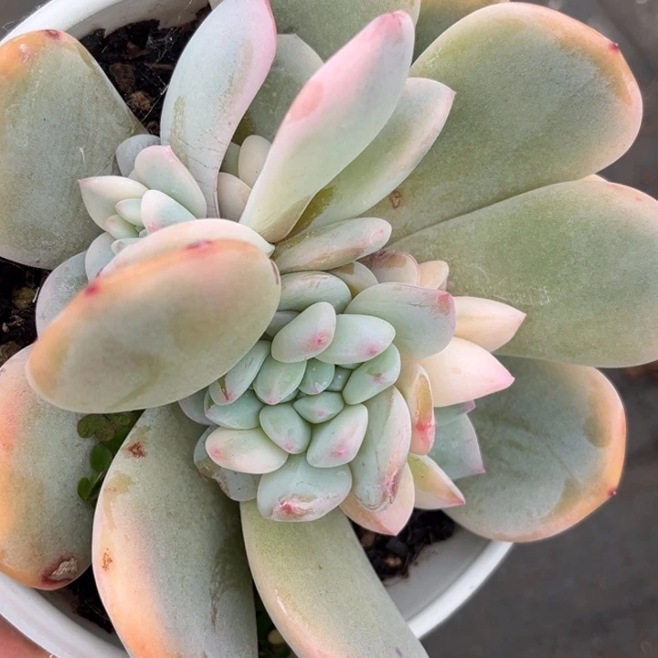 橙梦露锦一颗价格发货