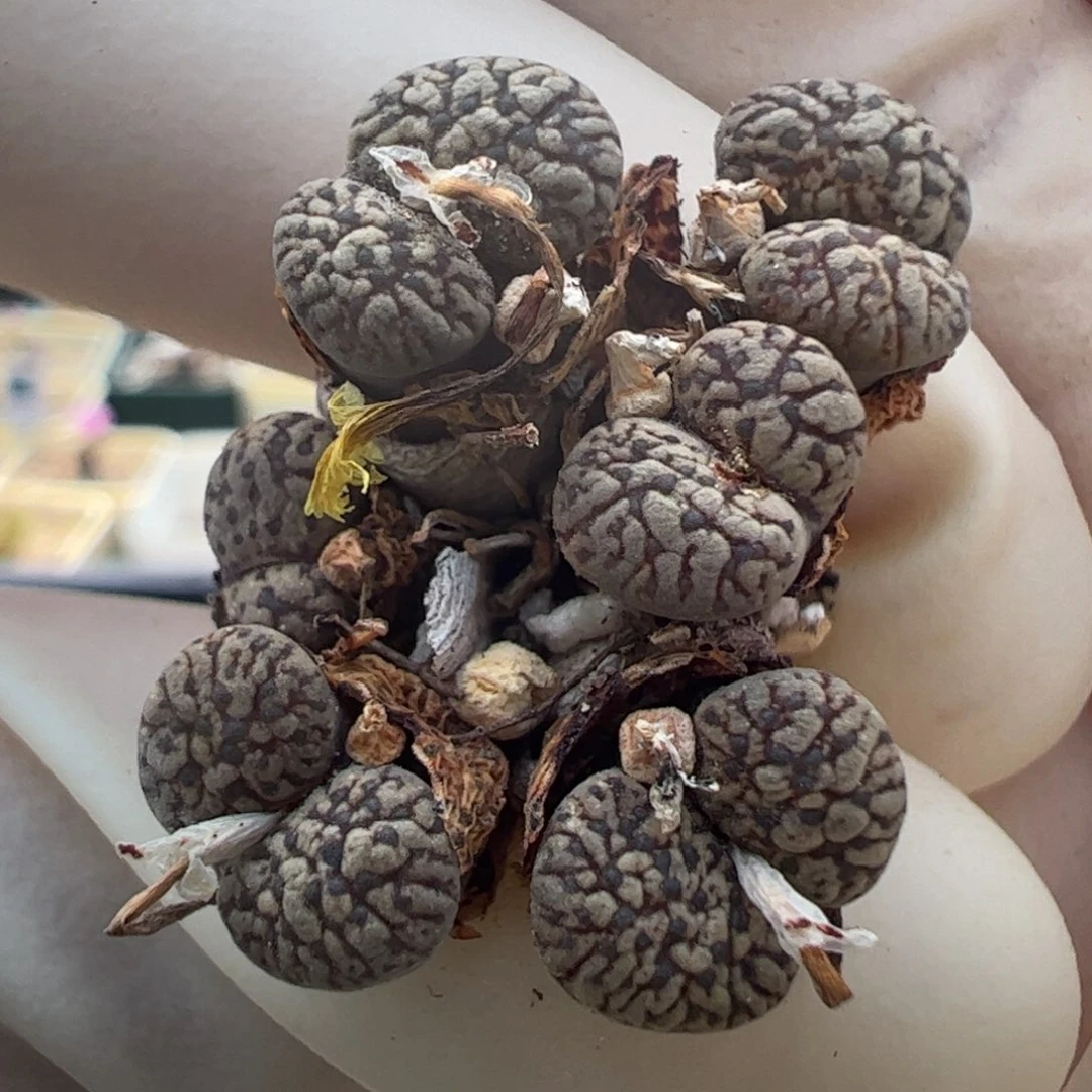 138好看的多肉冲冲冲