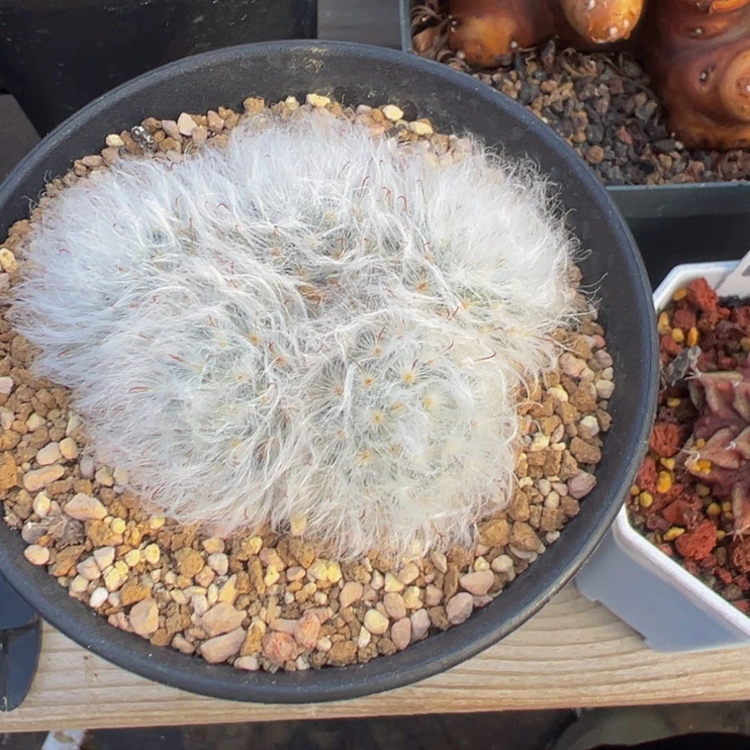 198实生根白云高砂多肉植物带盆土