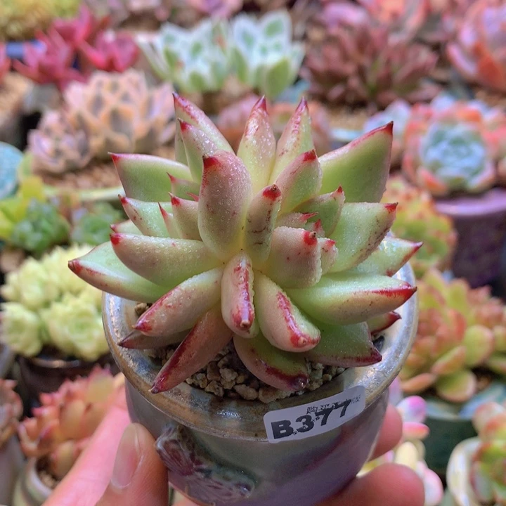 一物一拍含盆土满38包邮B377