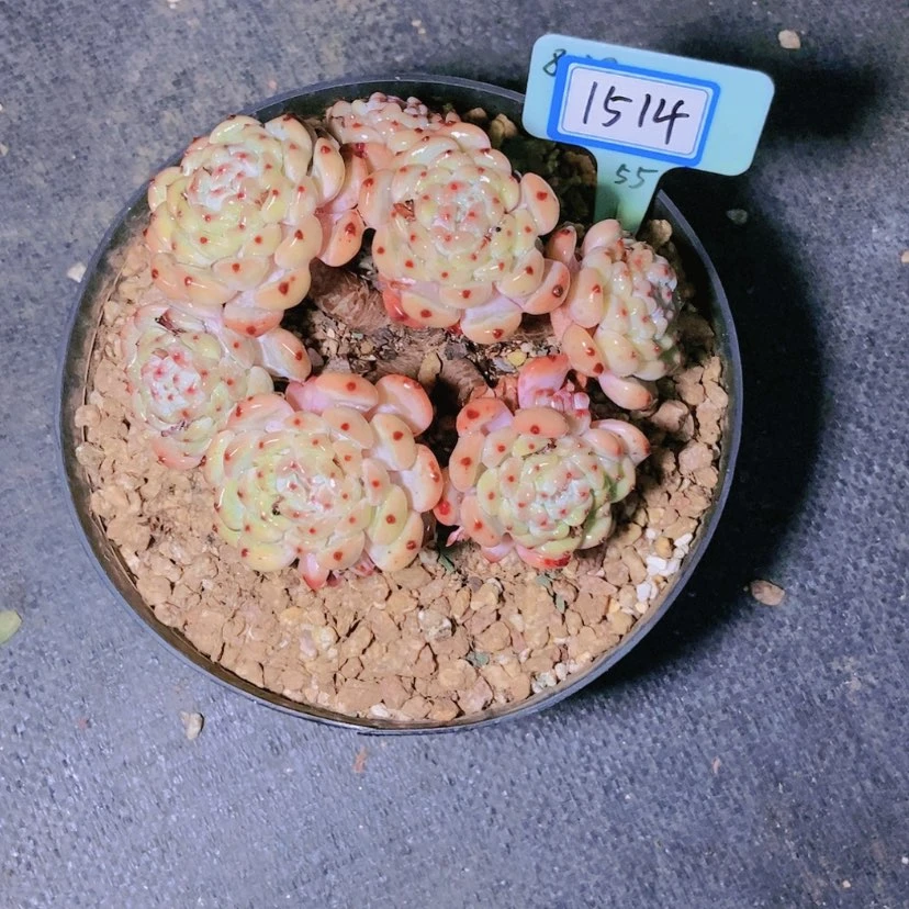 【闪购商品】糖***?1514