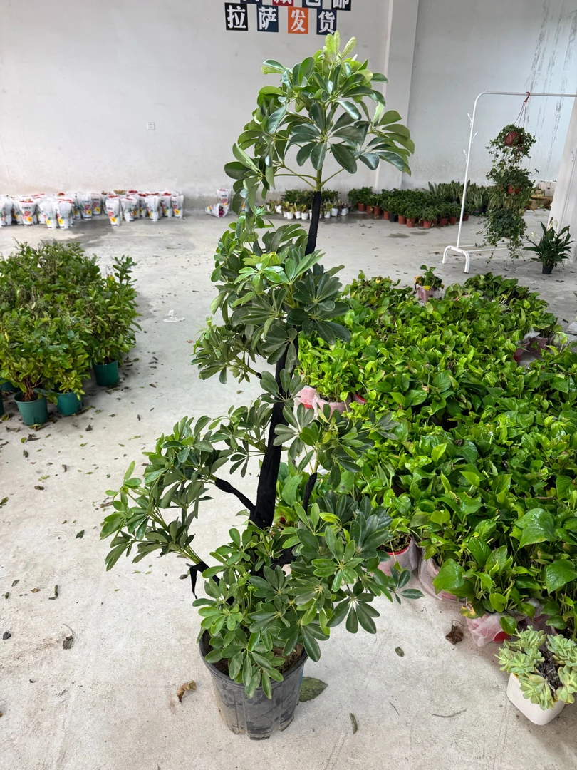 造型鸭脚木大型落地盆栽四季常青室内外净化空气好养耐活招财树