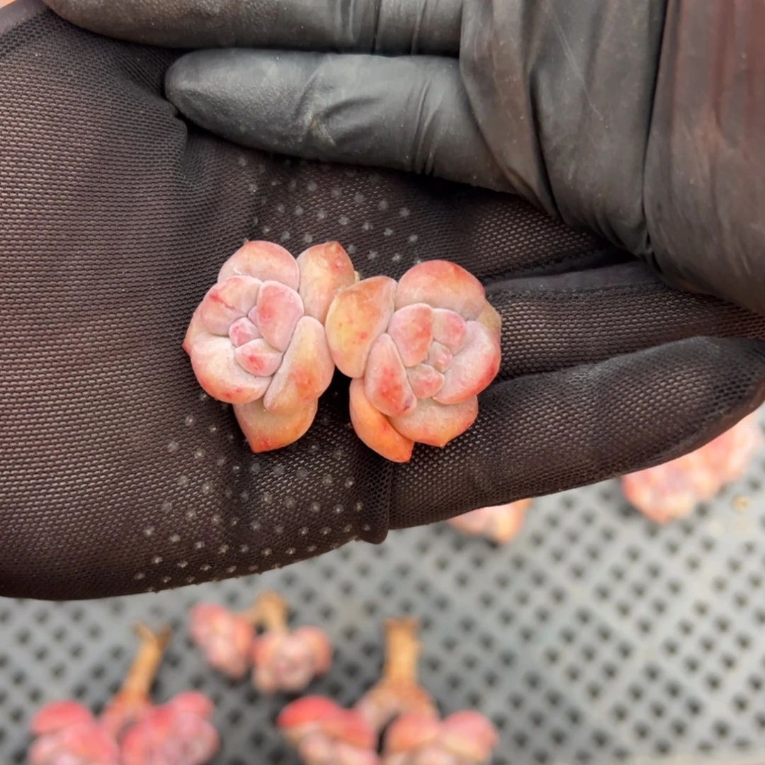 沐***哒双头紫梦露咪你000000000000