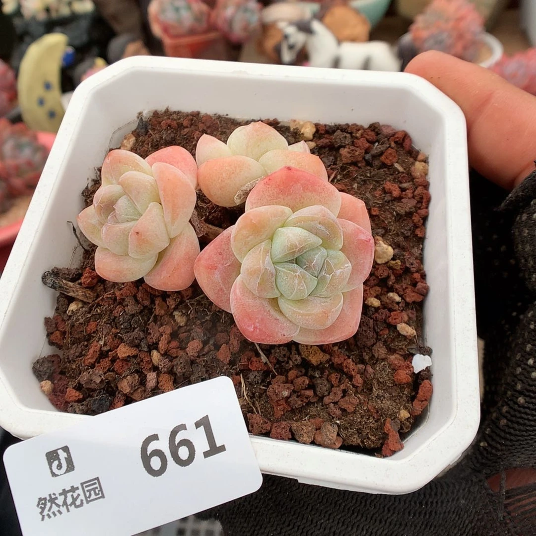 661冰玉多肉植物6666