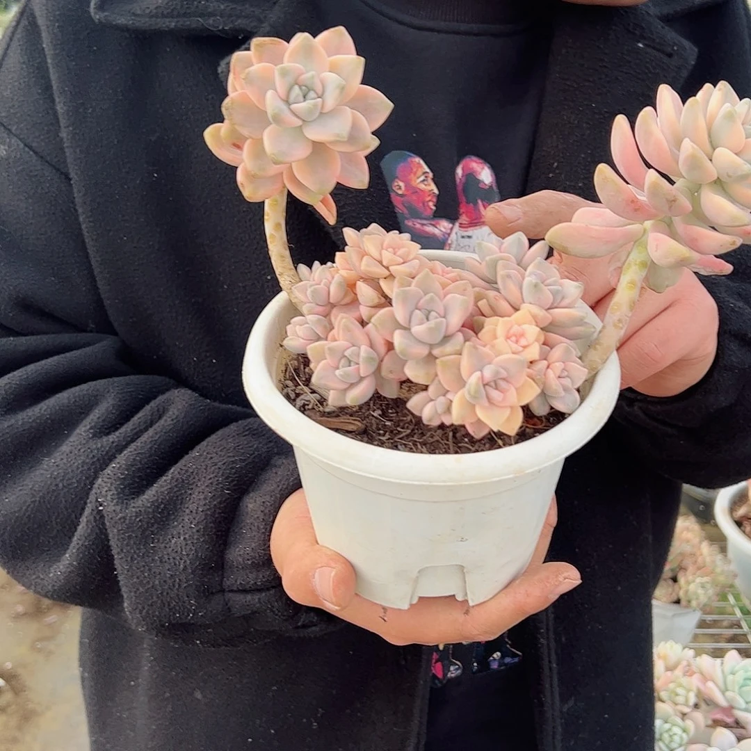 美杏锦多头大盆群老桩